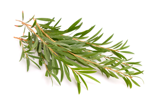 Aceite esencial árbol de té